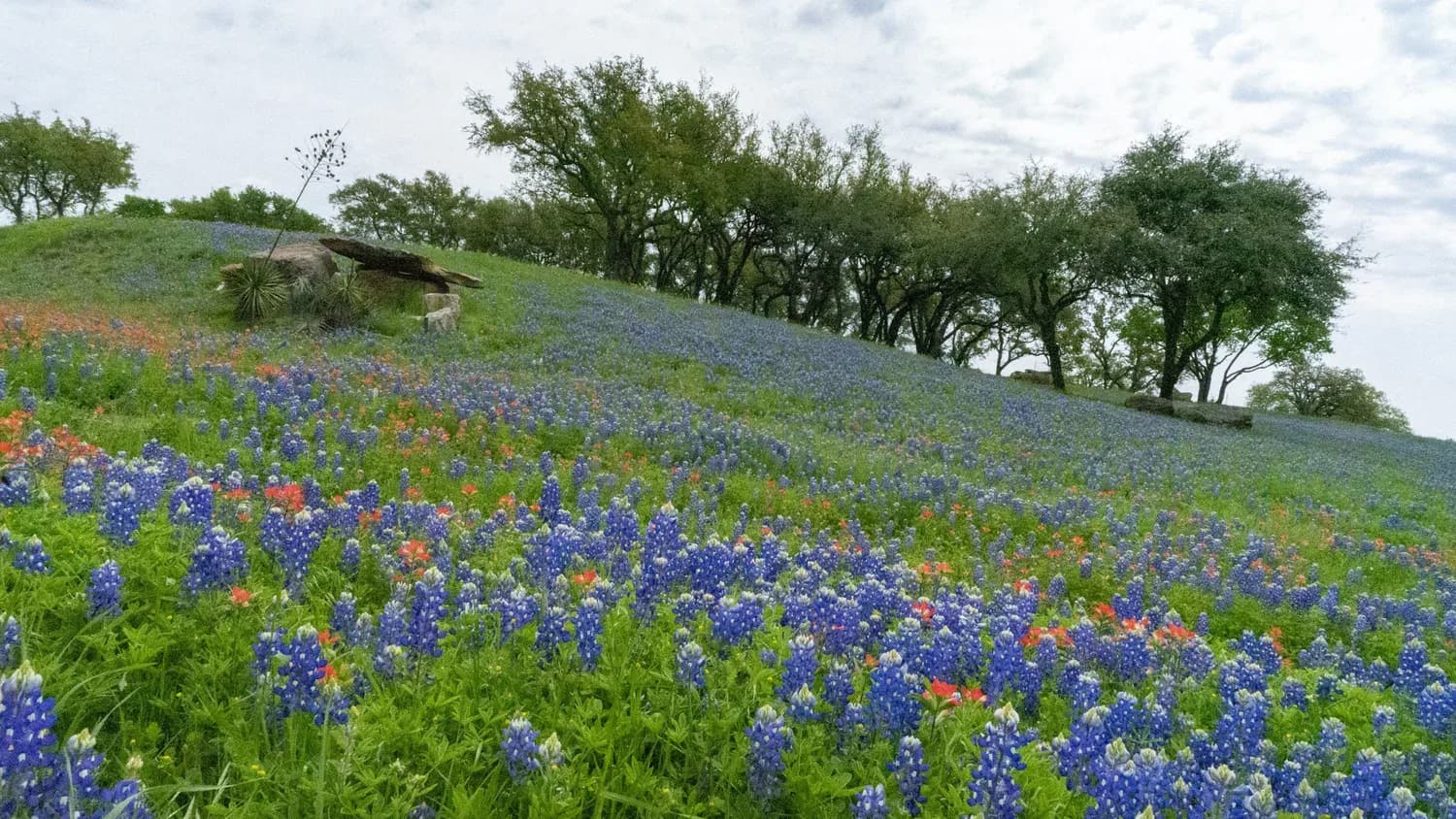 Help seed a new home for monarch butterflies in Zilker Park
